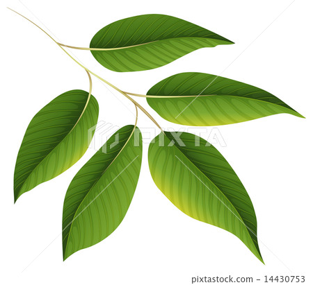A plant with green leaves 14430753