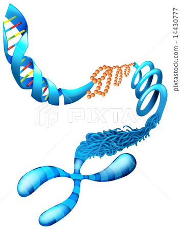 Deoxyribonucleic acid 14430777