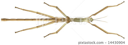 Stick Insect 14430904