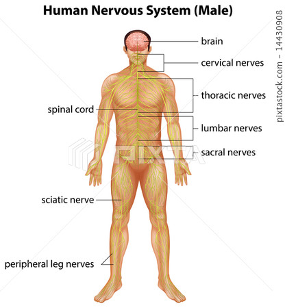 Human nervous system Human nervous system 14430908