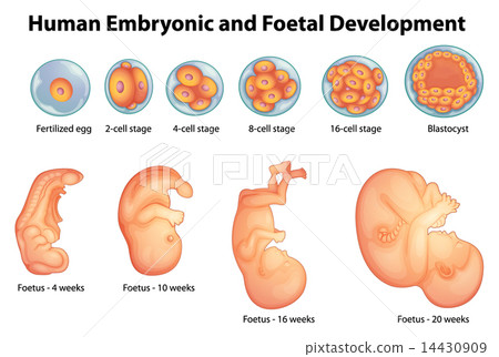 Stages in human embryonic development Stages in human embryonic development 14430909