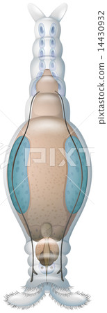 Rotifer Rotifer 14430932