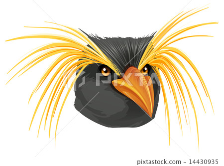 Rockhopper penguin Rockhopper penguin 14430935