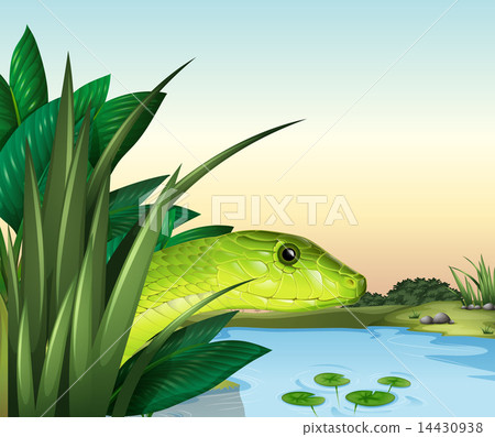 A snake at the pond 14430938