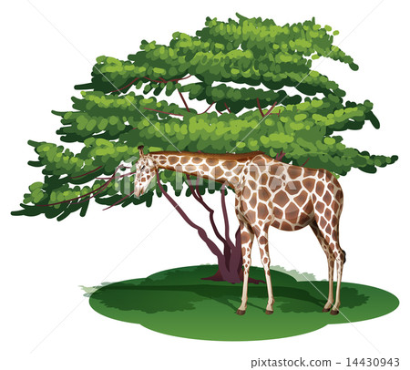 A giraffe under the tree A giraffe under the tree 14430943