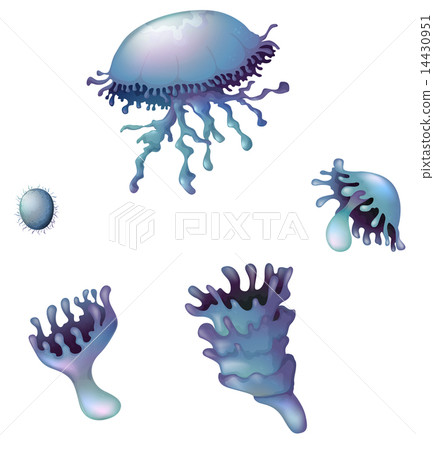 Jellyfish Jellyfish 14430951