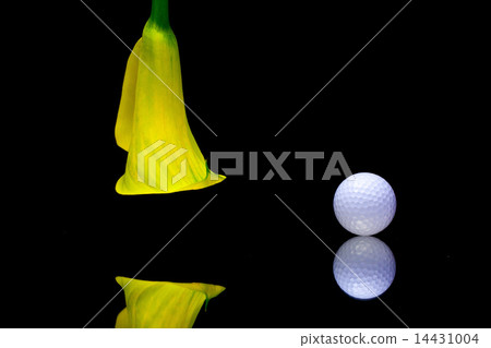 Yellow calla lily and golf ball  14431004