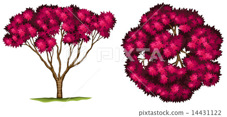 A bloodgood japanese maple tree A bloodgood japanese maple tree 14431122