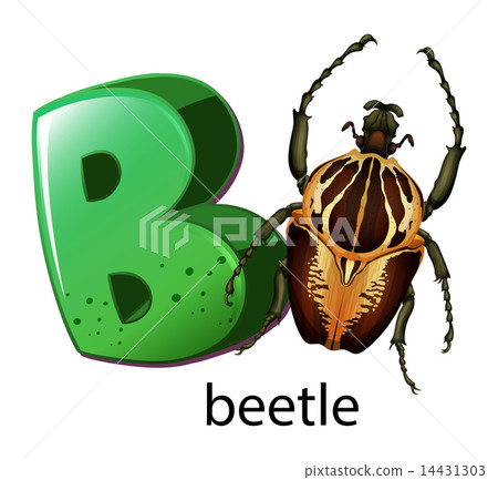 A letter B for beetle 14431303