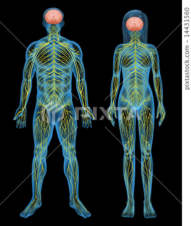 Human nervous system 14431560