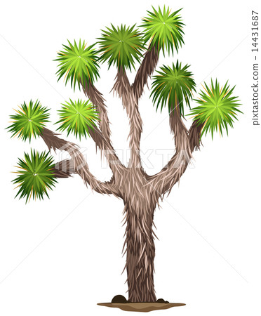 The Yucca brevifolia tree The Yucca brevifolia tree 14431687