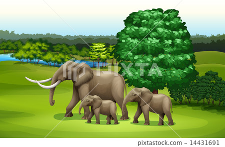 Elephants and the green plants 14431691
