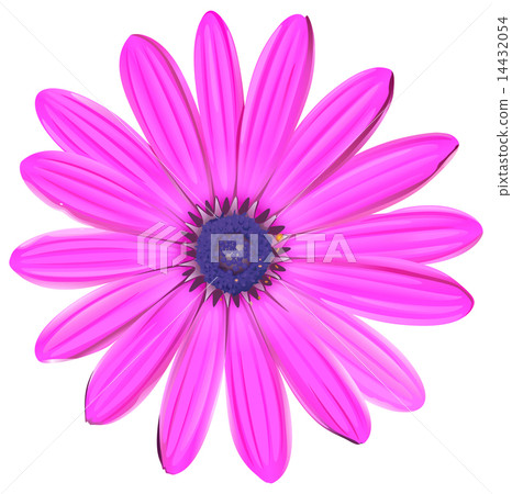 A pink flower 14432054