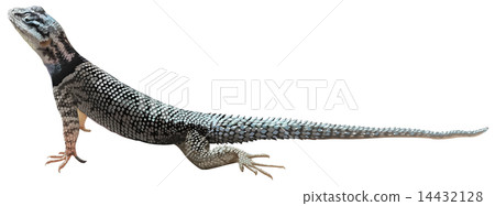 A lizard 14432128