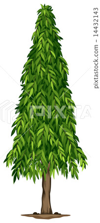 A tall ashoka tree 14432143