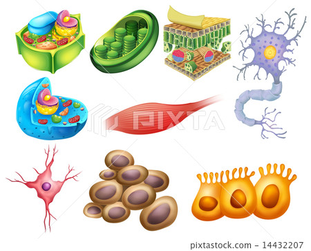 Different biology cells 14432207