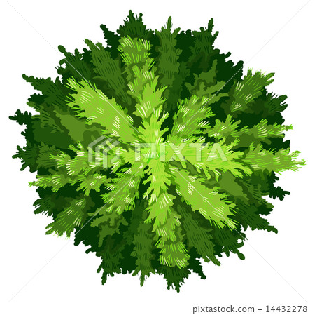 A pine tree 14432278