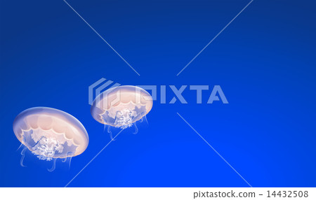 Jellies floating 14432508