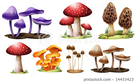 Different types of mushrooms Different types of mushrooms 14433423