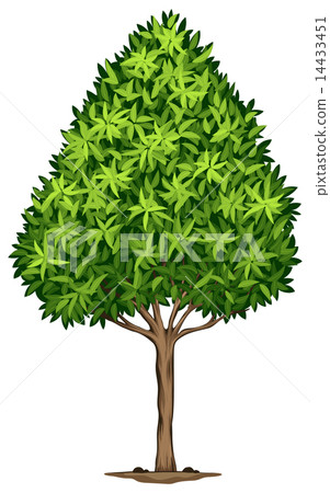 A Elaeocarpus Decipiens plant A Elaeocarpus Decipiens plant 14433451
