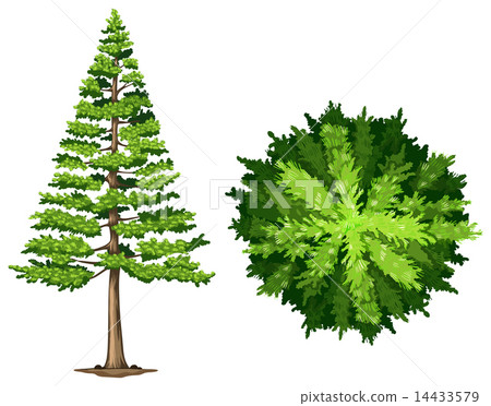 A pine tree A pine tree 14433579