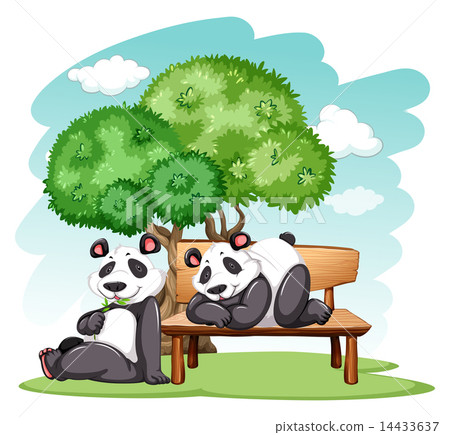 Panda bears at the park 14433637
