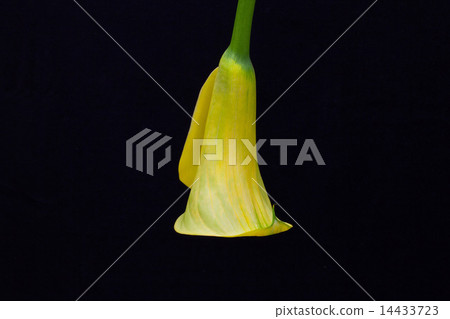 Portrait of yellow calla lily  14433723