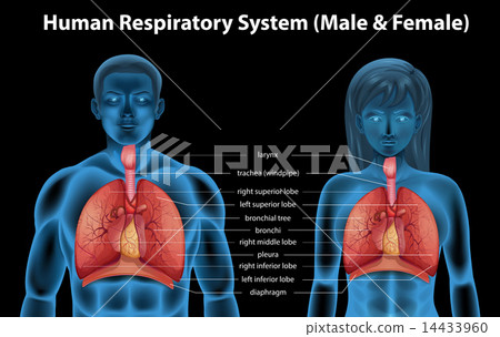 Human respiratory system Human respiratory system 14433960
