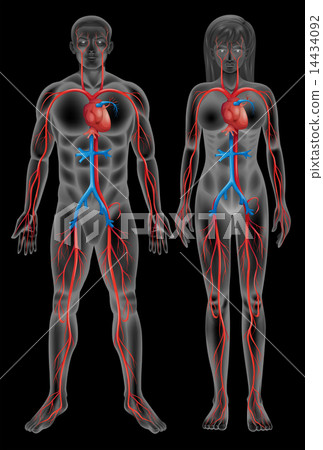 Circulatory system Circulatory system 14434092
