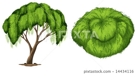 A California Pepper Tree A California Pepper Tree 14434116