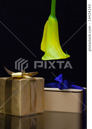 Yellow calla lily and gift on a black  background 14434143