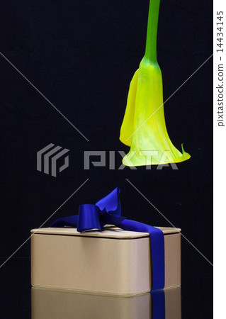 Yellow calla lily and gift on a black  background 14434145
