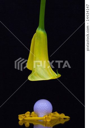 Yellow calla lily and golf ball on a black glass 14434147
