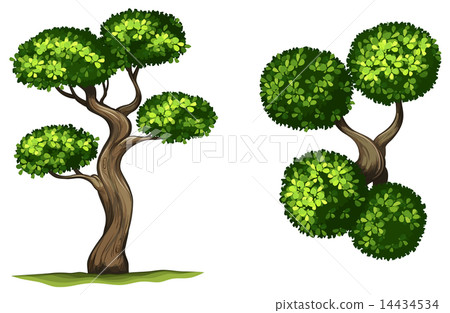 Diospyros rhodocalyx Diospyros rhodocalyx 14434534