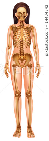 Human skeletal system 14434542