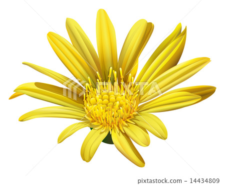 A yellow sunflower A yellow sunflower 14434809