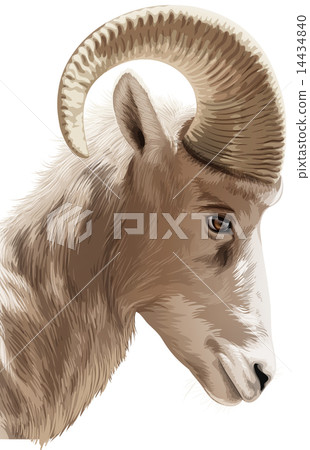 Mountain goat Mountain goat 14434840