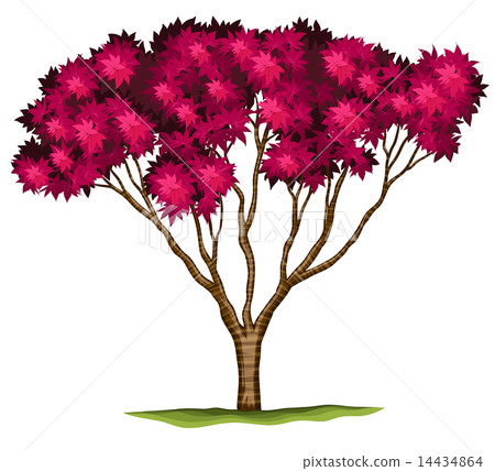 A bloodgood Japanese maple plant A bloodgood Japanese maple plant 14434864