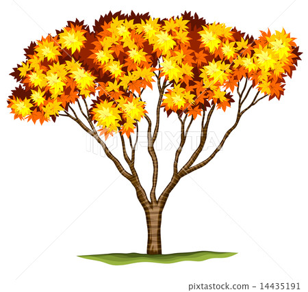 A bloodgood Japanese Maple tree 14435191