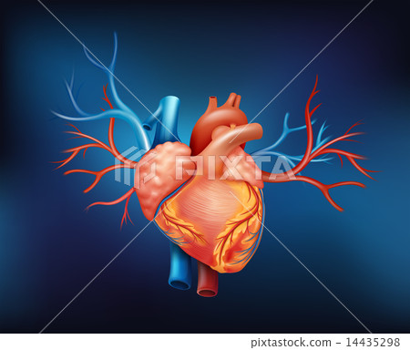 A human heart 14435298