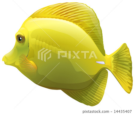 A yellow fish 14435407