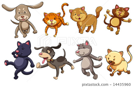 A group of playful cats and dogs A group of playful cats and dogs 14435960