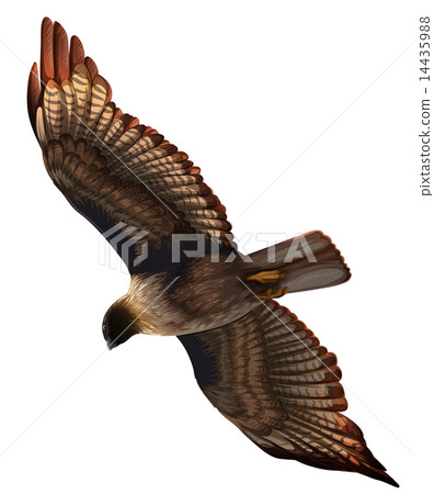 An eagle An eagle 14435988