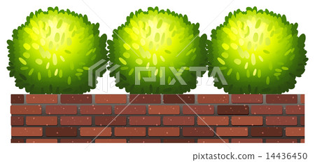 Decorative plants Decorative plants 14436450