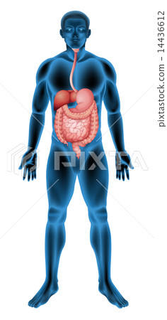 Human digestive system Human digestive system 14436612