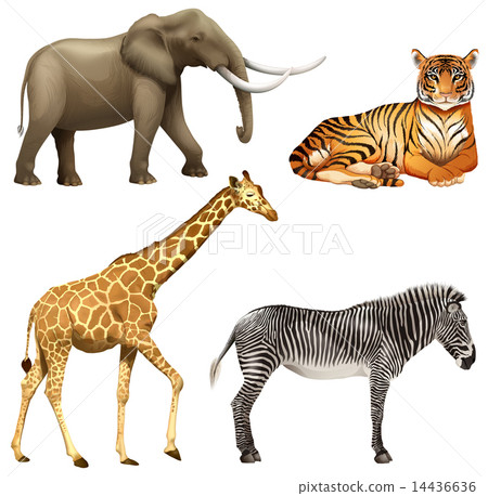 Four African animals 14436636