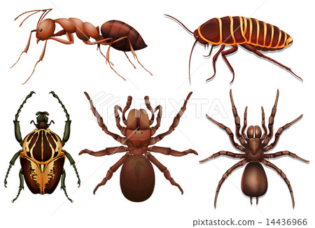 Different insects Different insects 14436966
