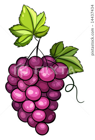 A cluster of grapes A cluster of grapes 14437434