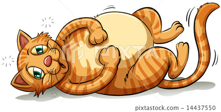 A playful fat cat A playful fat cat 14437550