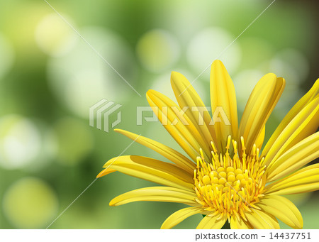 A blooming flower 14437751